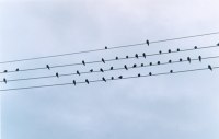 photo by Luiz Cavalini Jr., freeimages.com